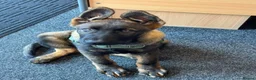 German Shepherd dogs for sale: KC Registered German Shepherd PuppiesChampion Line - Advert 22