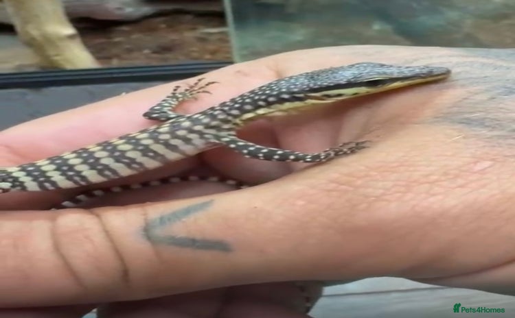 Monitor reptiles - Advert 3