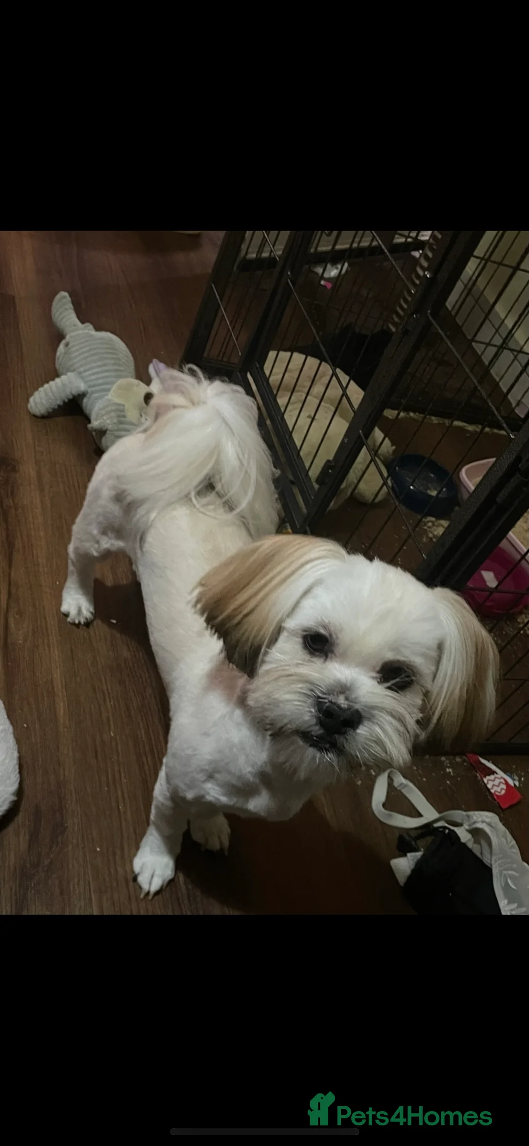 Lhasa Apso dogs for stud: KC registered experienced Champagne boy for stud in Chelmsford - Advert 2