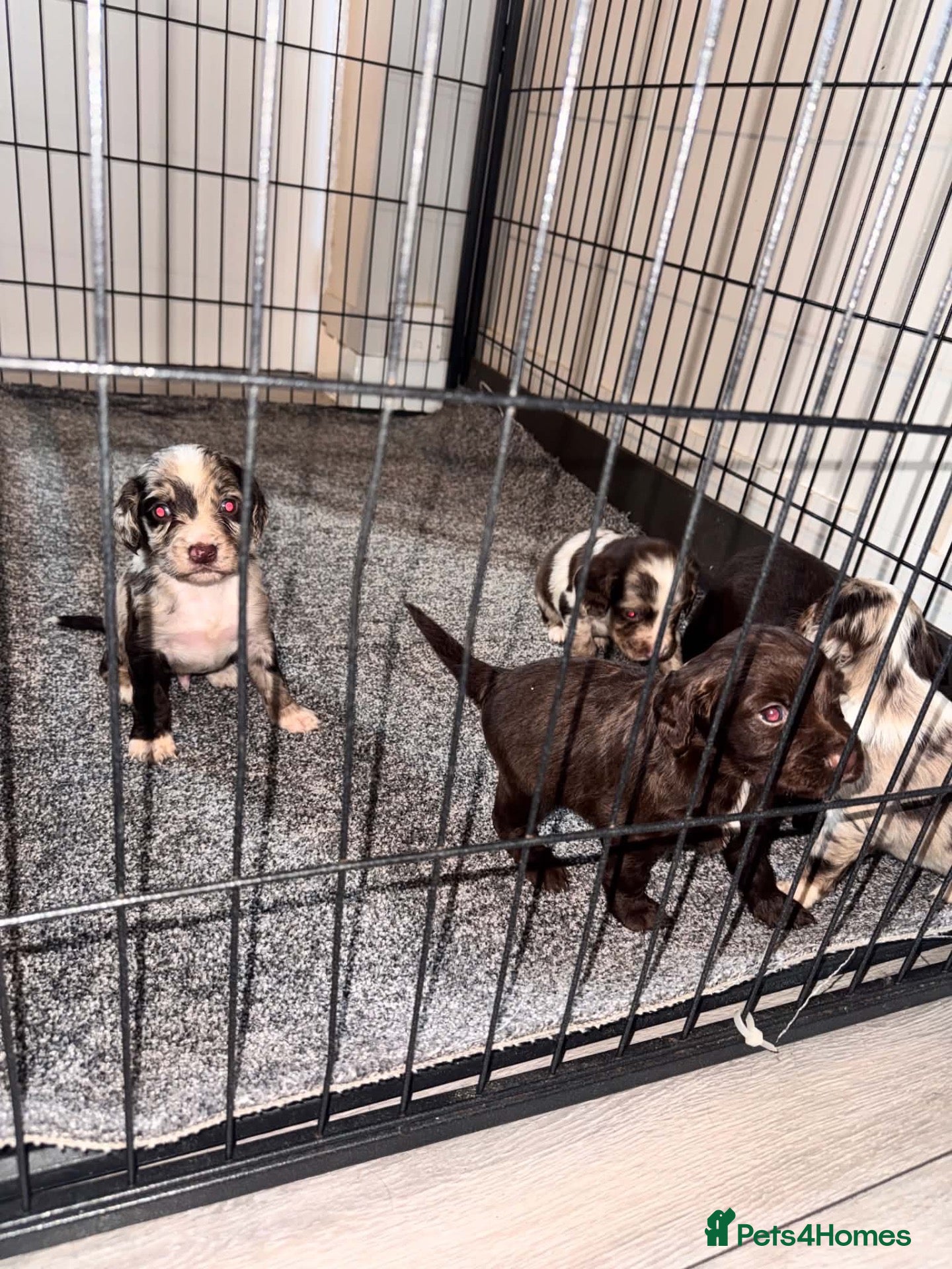 Cocker Spaniel dogs Beautiful litter of working cockerspaniel babies🐾 - Advert 1