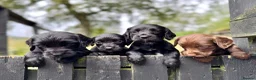 Sprocker dogs for sale: Sprocker puppies make ideal pets! - Advert 2