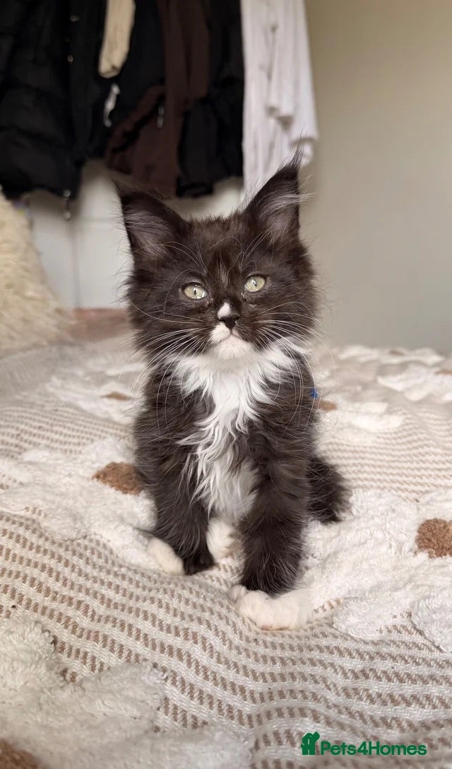 Maine Coon cats POLYDACTYL MAINE CON KITTENS.LAST 2.  - Advert 2