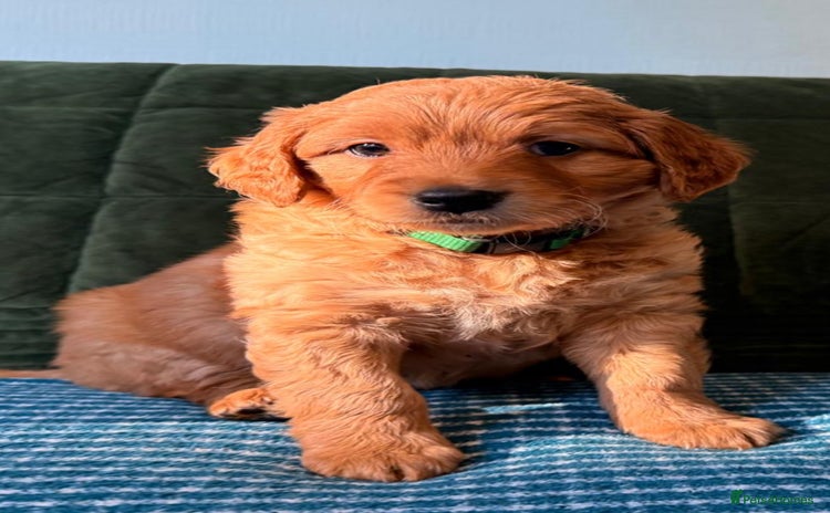 Mixed Breed dogs - Advert 2