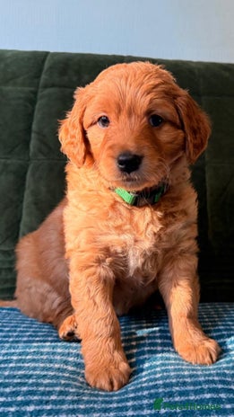Mixed Breed dogs - Advert 2