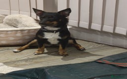 Jack Russell dogs for sale: 2 x Beautiful Jack Russells  - Image 6