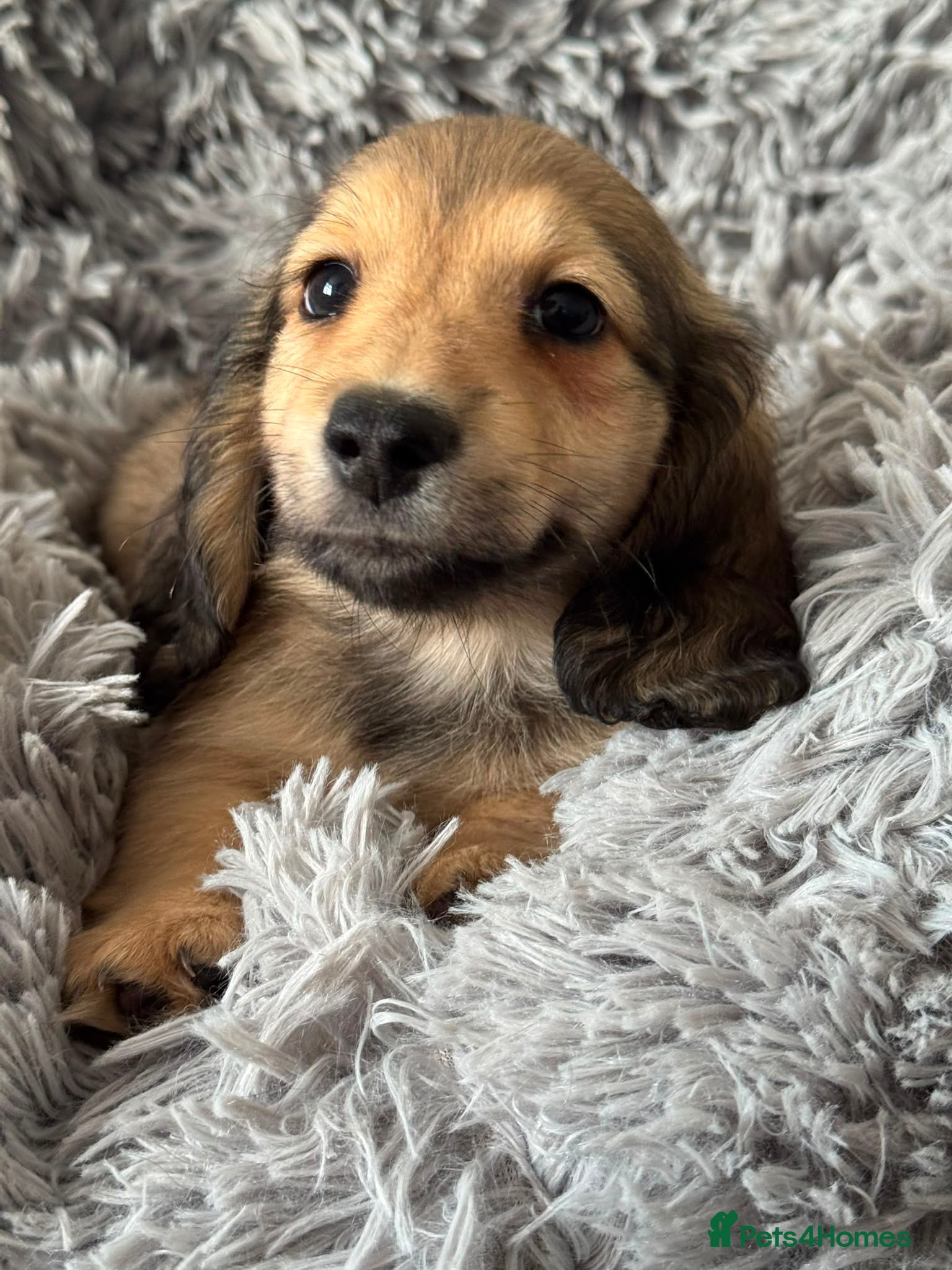 Miniature Dachshund dogs Beautiful Long Haired Miniature Dachshund Puppies - Advert 8