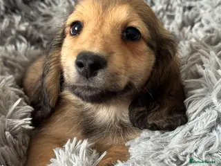 Miniature Dachshund dogs Beautiful Long Haired Miniature Dachshund Puppies - Advert 8