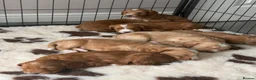 Mixed Breed dogs for sale: Stunning Australian Labradoodle Puppies  - Advert 10