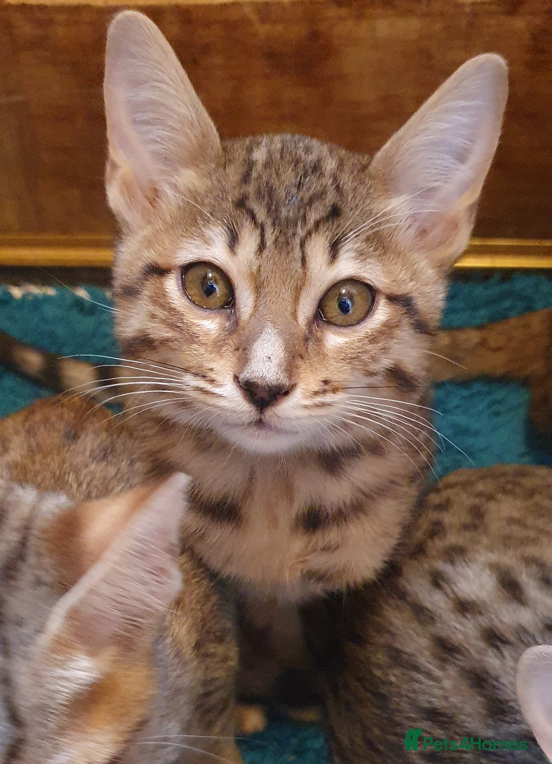 Savannah cats for sale: Fabulous F5 SBT Savannah Kittens! - Image 8