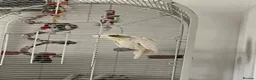 Cockatoo birds for sale: Lesser Crested Cockatoo in Newton Aycliffe - Advert 3