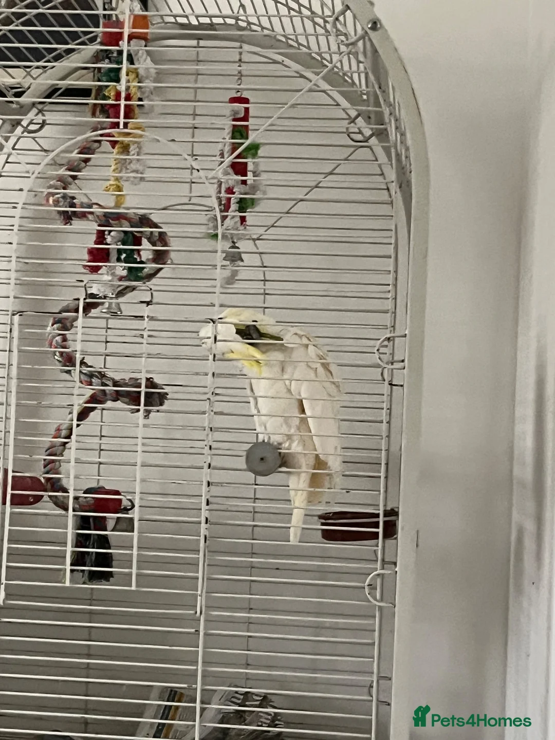 Cockatoo birds for sale: Lesser Crested Cockatoo in Newton Aycliffe - Advert 3