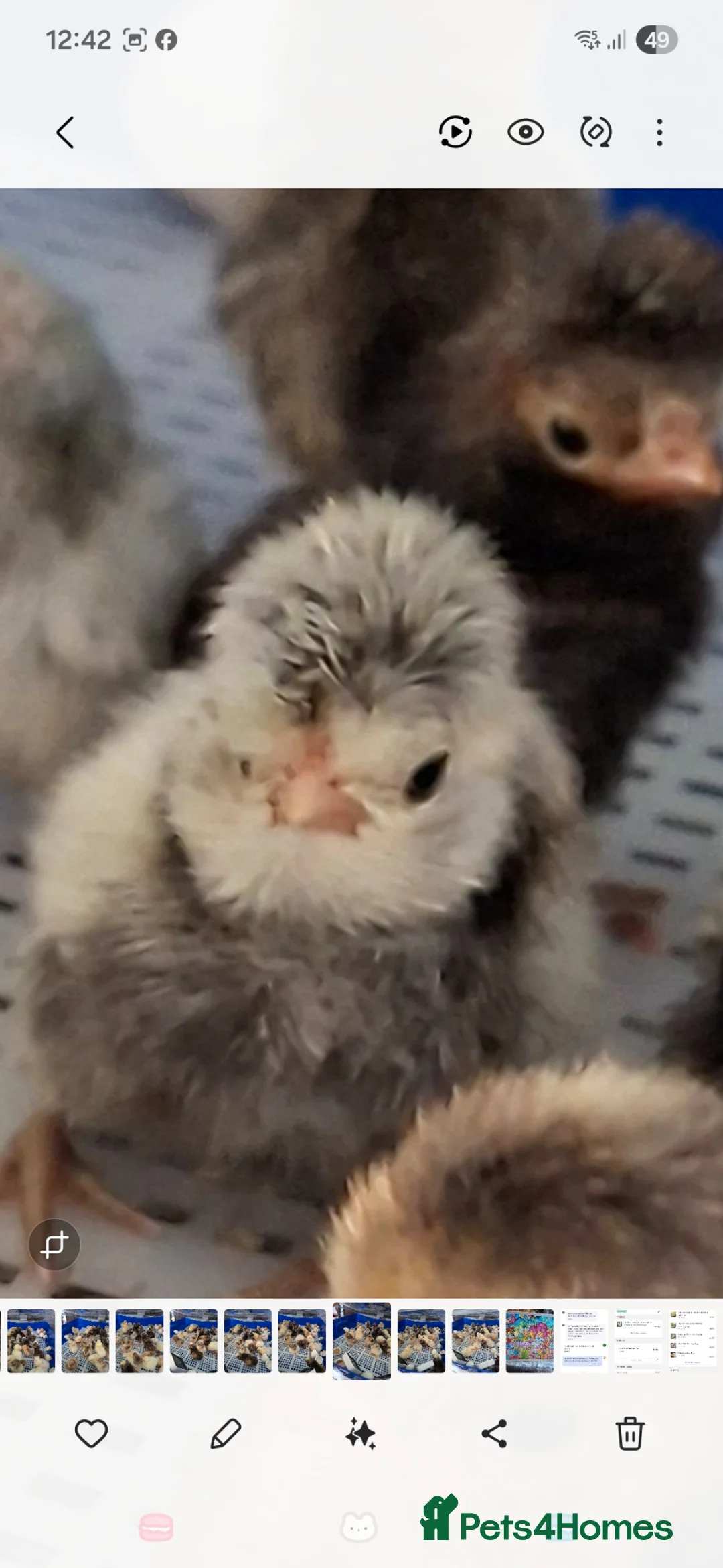 Chickens poultry for sale: Chick available. Polish, pekin,Wyandotte bantams  - Advert 1