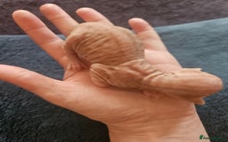 Sphynx cats for sale: Rare red tabby sphynx  - Image 1