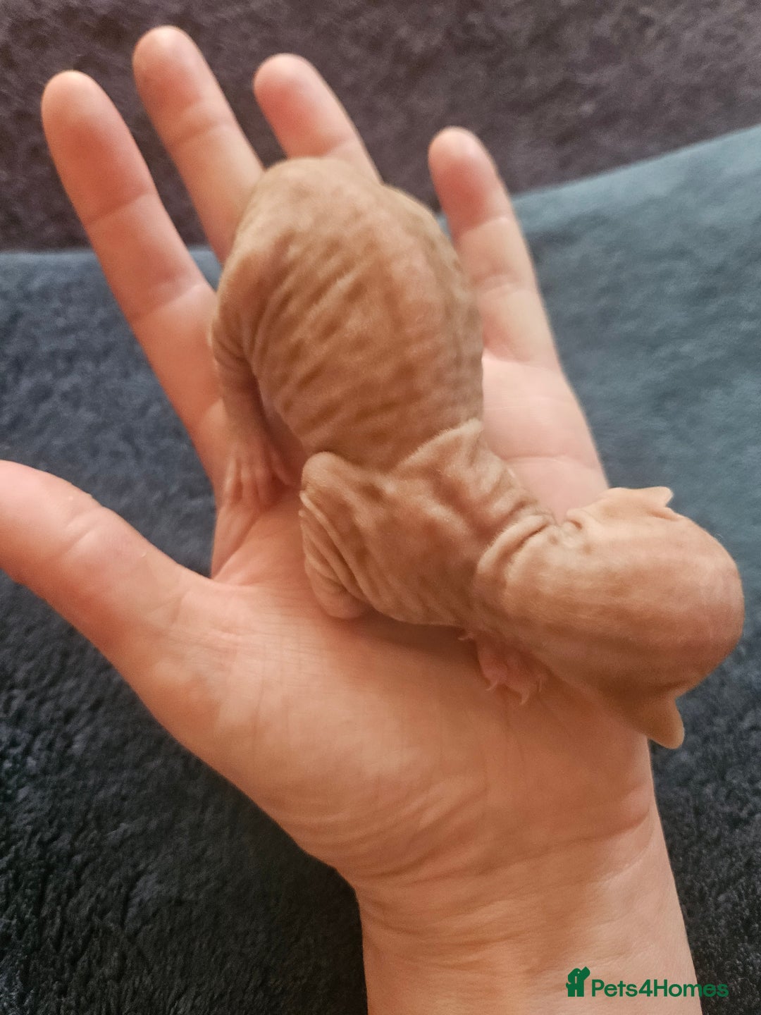 Sphynx cats for sale: Rare red tabby sphynx  - Image 1