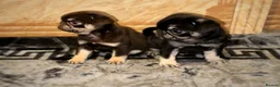 Pug dogs for sale: Gorgeous Pug Puppies - Advert 18
