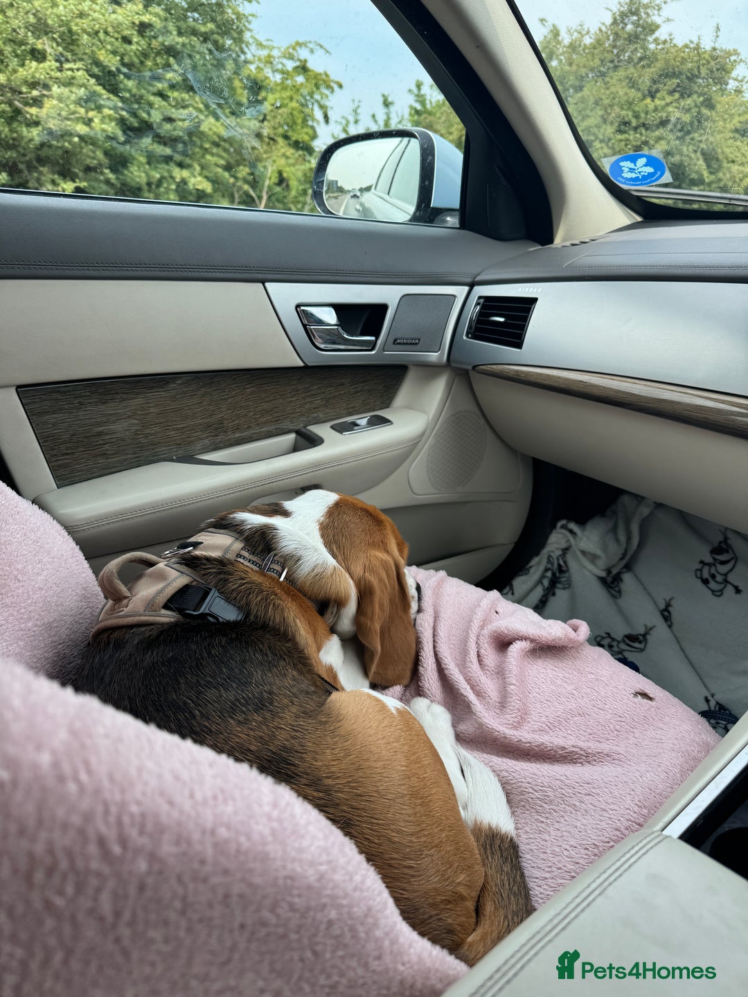 Beagle dogs for sale: Friendly  beautiful Beagle  - Advert 8