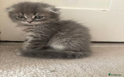 Mixed Breed cats for sale: 5 kittens - Image 19
