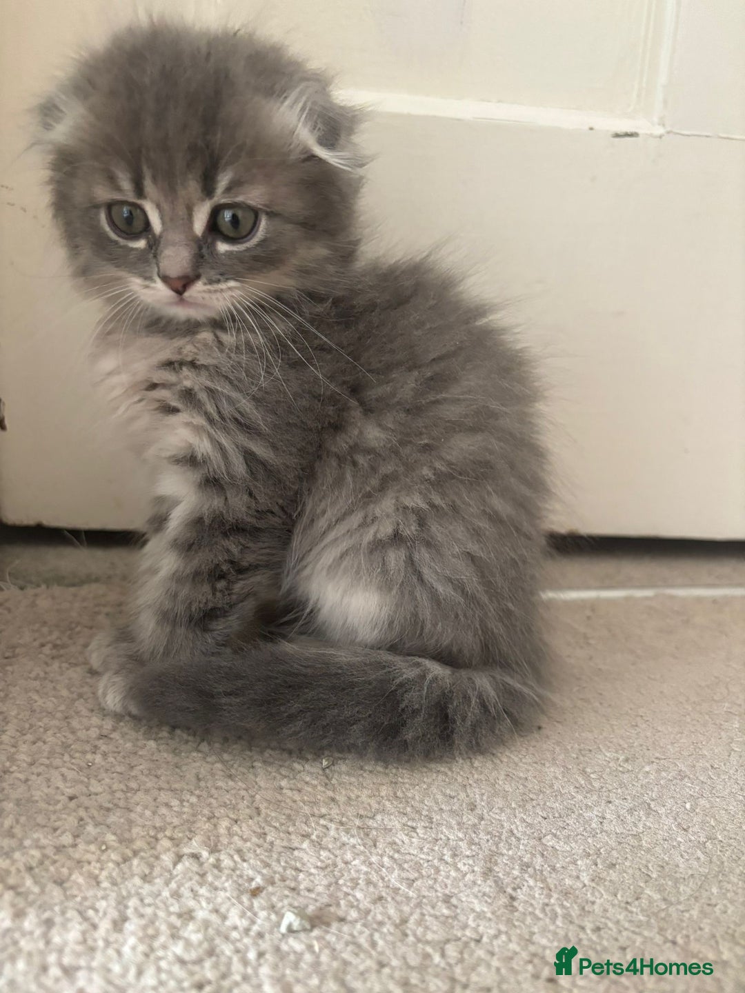 Mixed Breed cats for sale: 5 kittens - Image 19