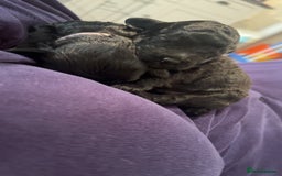 Cockapoo dogs for sale: Female f1b cockapoo puppies - Image 4