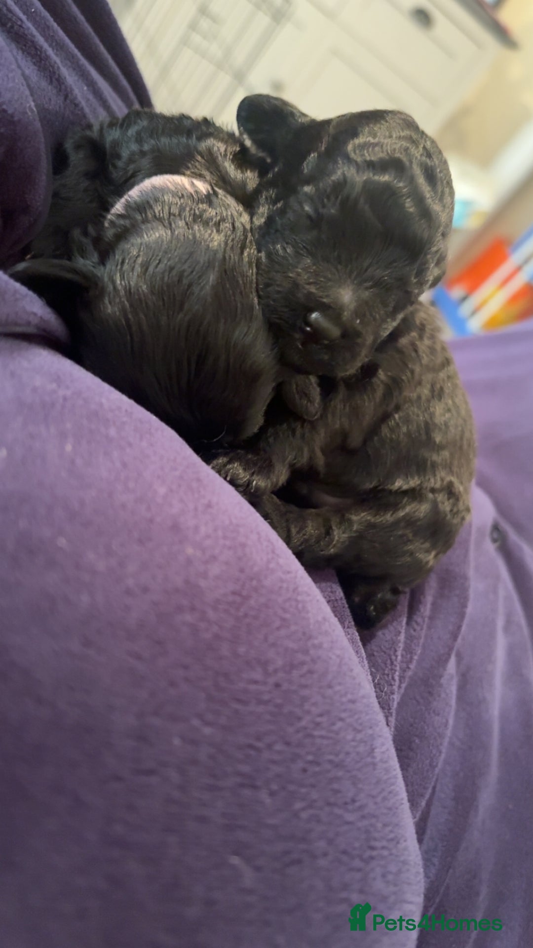 Cockapoo dogs for sale: Female f1b cockapoo puppies - Image 4