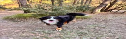 Bernese Mountain Dog dogs for sale: Beautiful, loving Bernese Mountain Dog  - Advert 1