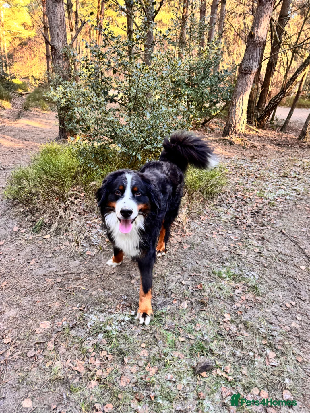 Bernese Mountain Dog dogs for sale: Beautiful, loving Bernese Mountain Dog  - Advert 1