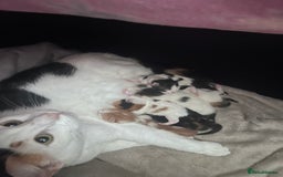 Mixed Breed cats for sale: Mixed calico litter  - Image 13