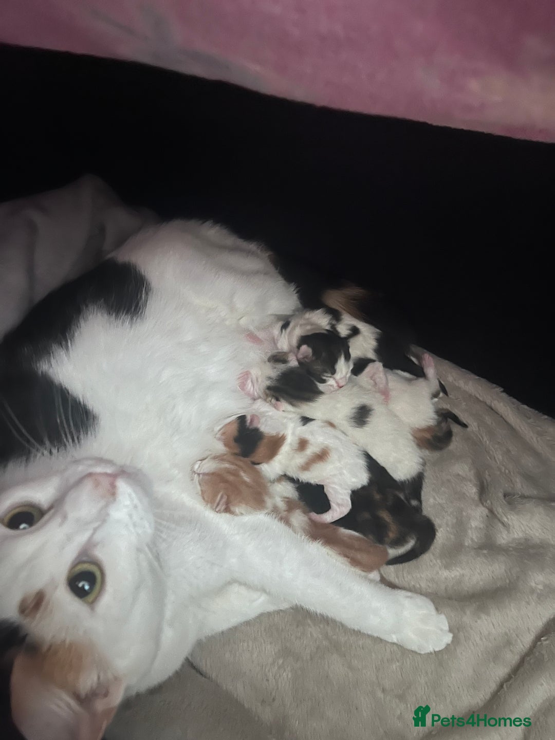 Mixed Breed cats for sale: Mixed calico litter  - Image 13