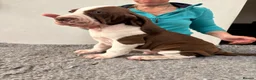 Bracco Italiano dogs for sale: Wonderful litter  - Advert 20
