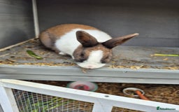 Mixed Breed rabbits for sale: 2 rabbits looking for a new home  - Image 2