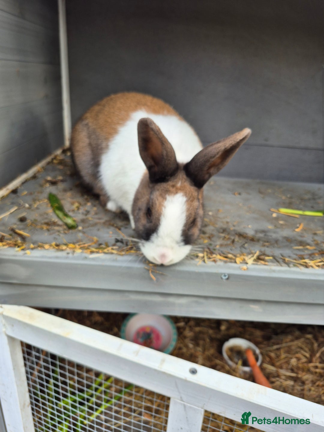 Mixed Breed rabbits for sale: 2 rabbits looking for a new home  - Image 2