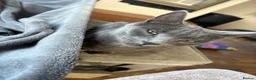 Mixed Breed cats for sale: Stunning litter of grey kittens in Langport - Advert 4