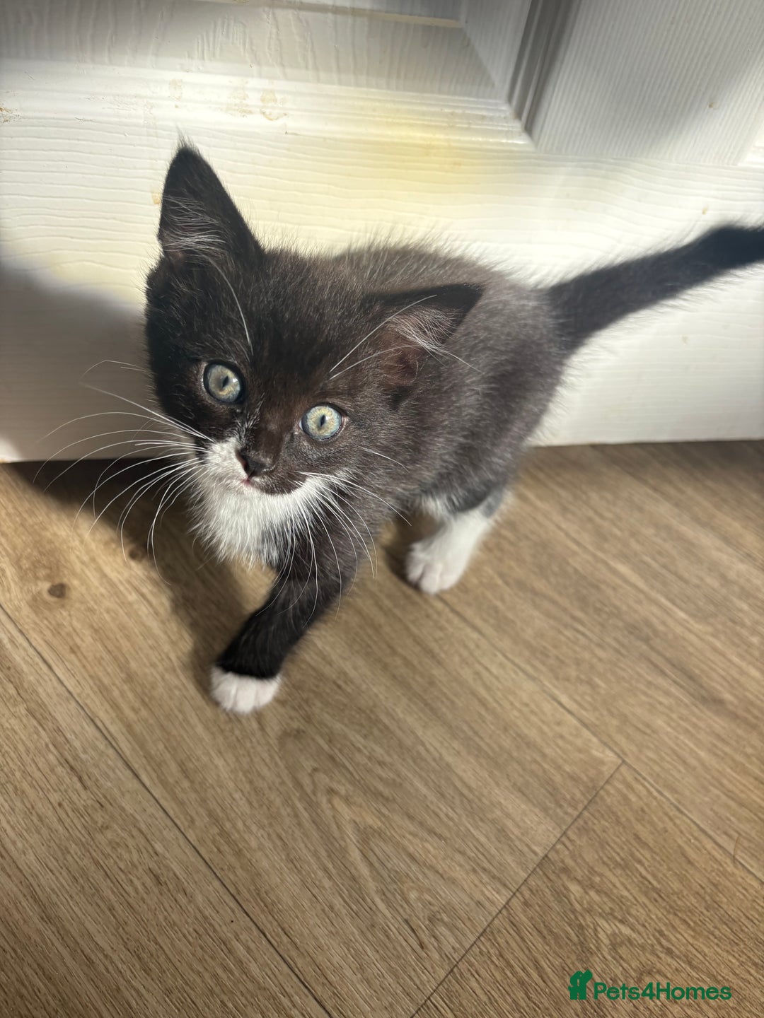 Domestic Shorthair cats for sale: Black and white kittens for sale  - Image 1