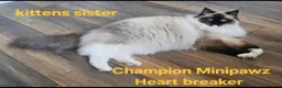 Ragdoll cats for sale: CHAMPION FATHER. GCCF KITTENS  - Advert 16