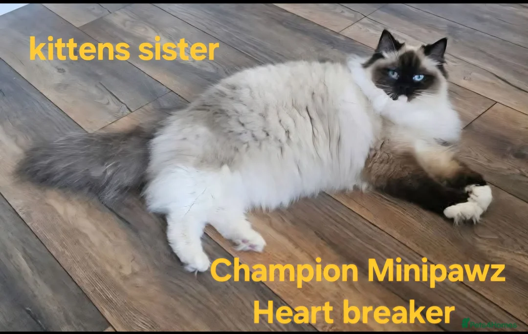 Ragdoll cats for sale: CHAMPION FATHER. GCCF KITTENS  - Advert 16