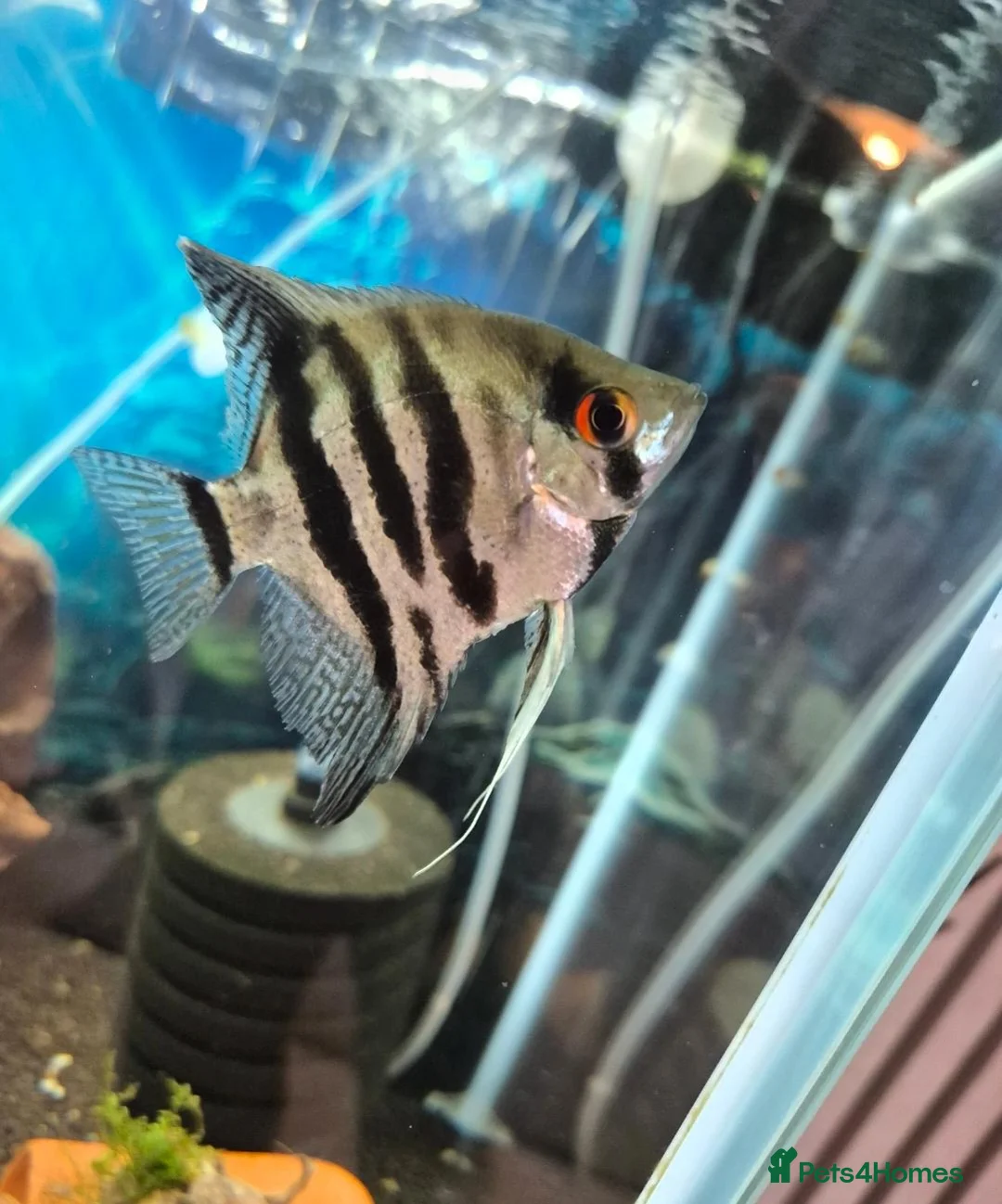 Angelfish fish for sale: Beautiful pair of breeding angelfish  - Advert 5