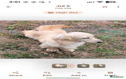 Miniature Dachshund dogs for sale:  Exquisite Long Coat Cream & Black & Tan Babies - Image 10