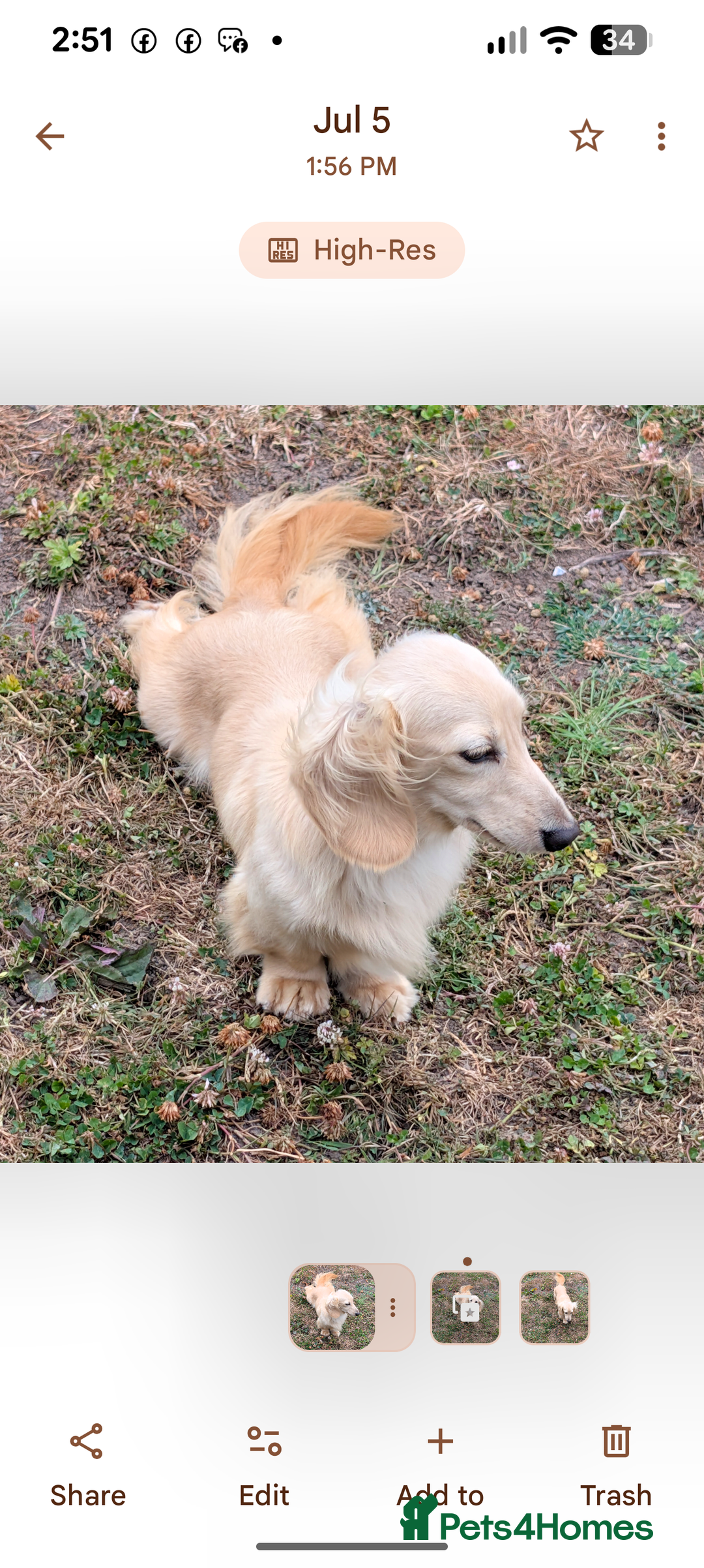 Miniature Dachshund dogs for sale:  Exquisite Long Coat Cream & Black & Tan Babies - Image 10