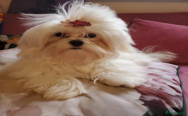 Maltese dogs - Advert 1