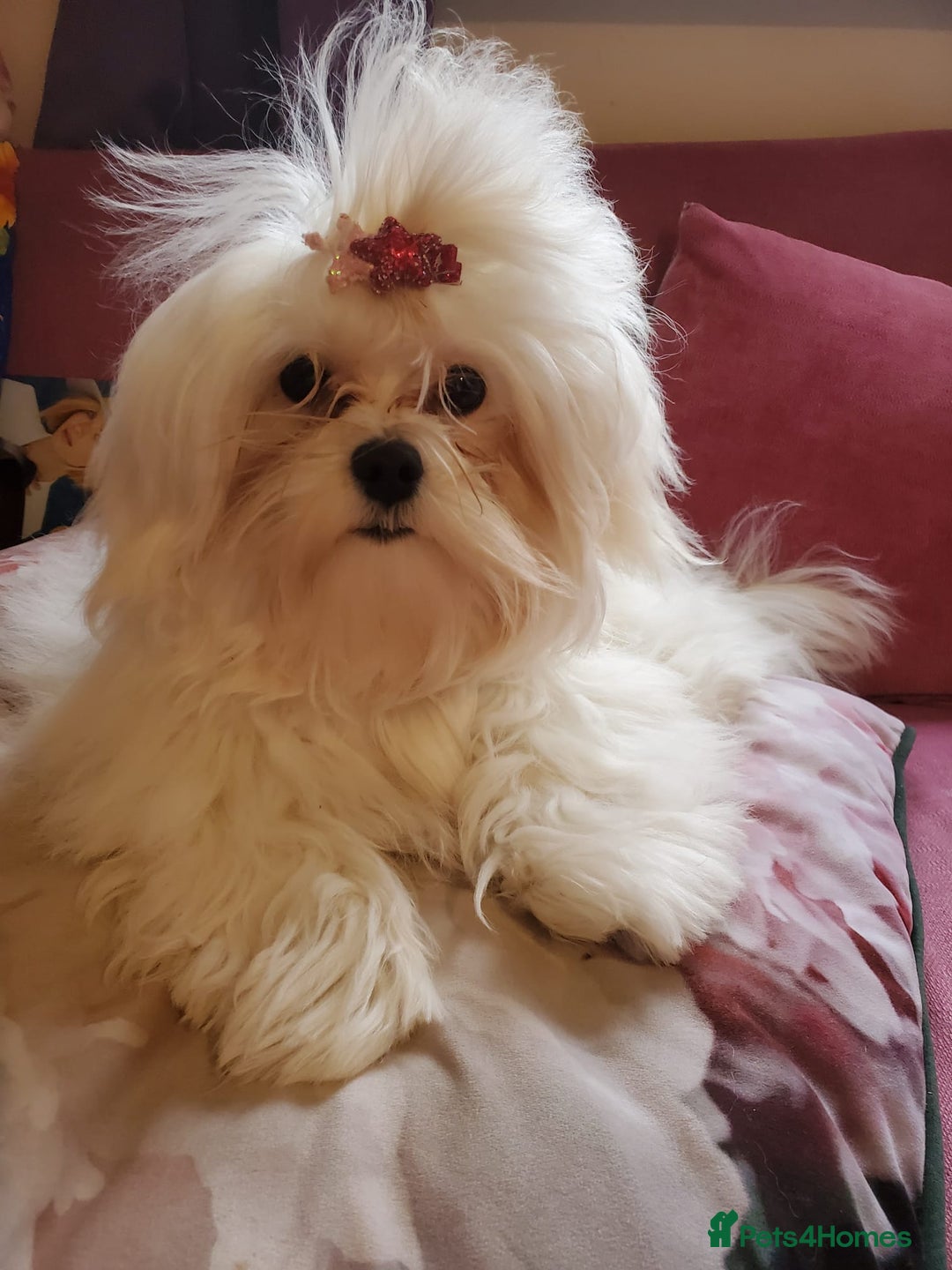 Maltese dogs for sale: KC Registered Female Maltese Terrier  - Image 1