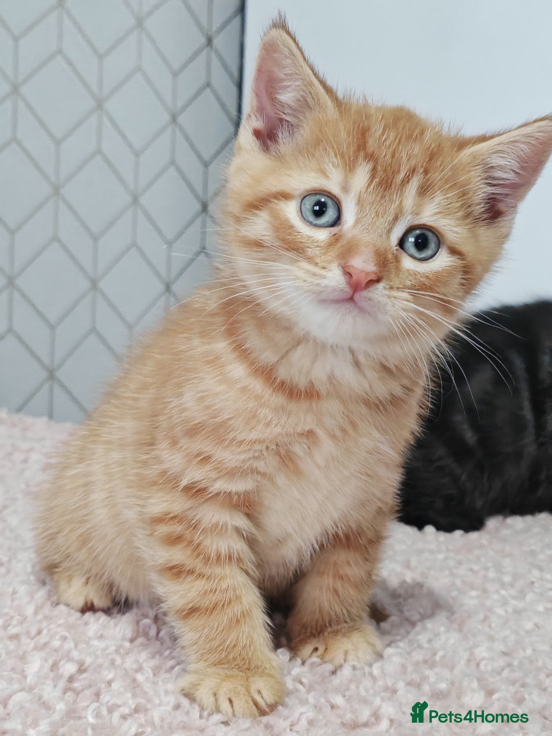 Mixed Breed cats for sale: British Shorthair Mix kittens - Ready Now - Advert 26