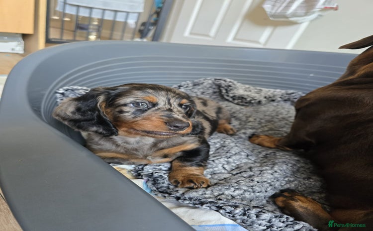 Dachshund dogs - Advert 1