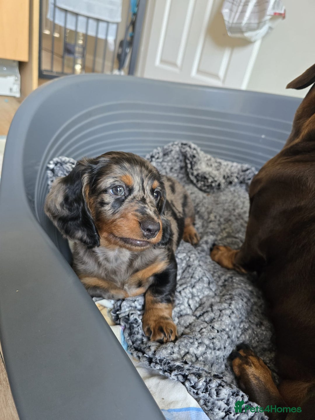 Dachshund dogs for sale: Isabella black &tan longhair dapple boy  - Image 1