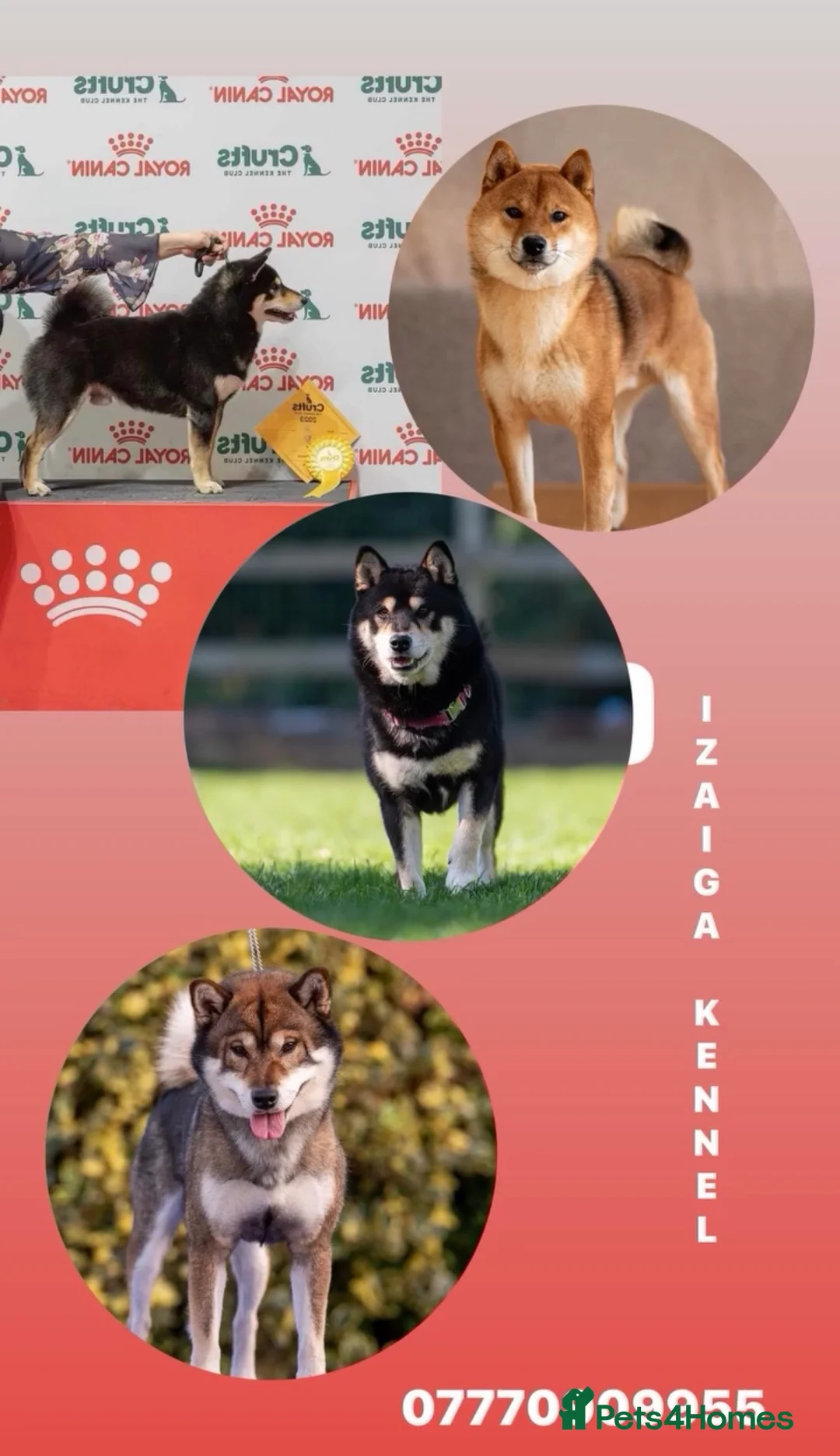 Japanese Shiba Inu dogs for stud:  IZAIGA KENNEL ELITE SHIBA INU STUD DOGS AVAILABLE - Advert 1