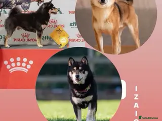 Japanese Shiba Inu dogs IZAIGA KENNEL ELITE SHIBA INU STUD DOGS AVAILABLE - Advert 6