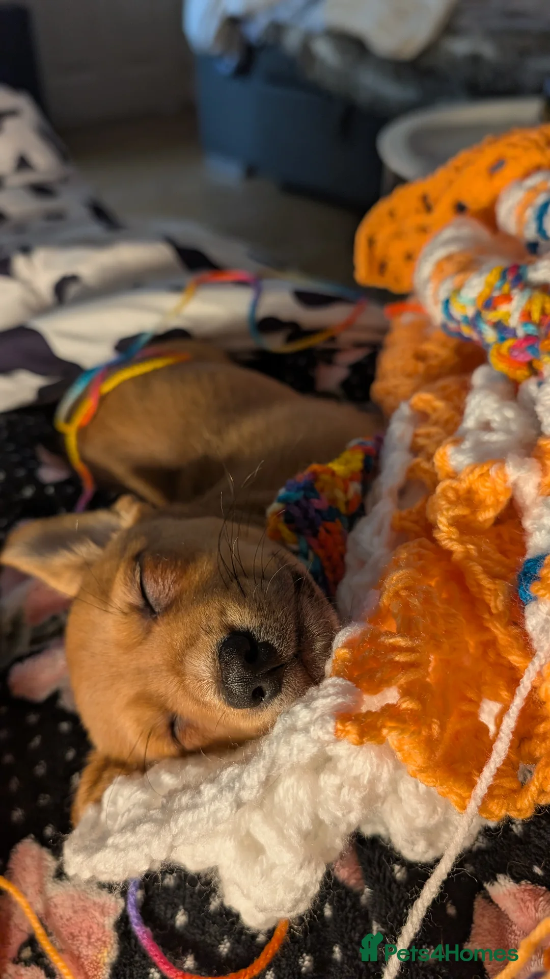 Mixed Breed dogs for sale: Gorgeous family puppies to go to a loving home! 💜 - Advert 2