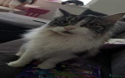 Mixed Breed cats for sale: Bonded brother cats  - Advert 3