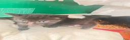 Mixed Breed cats for sale: Beautiful tuxedo kittens - Advert 4