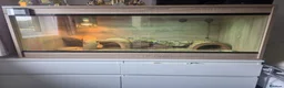 Dragon reptiles for sale: Bearded Dragon with full setup  in Cramlington - Advert 5