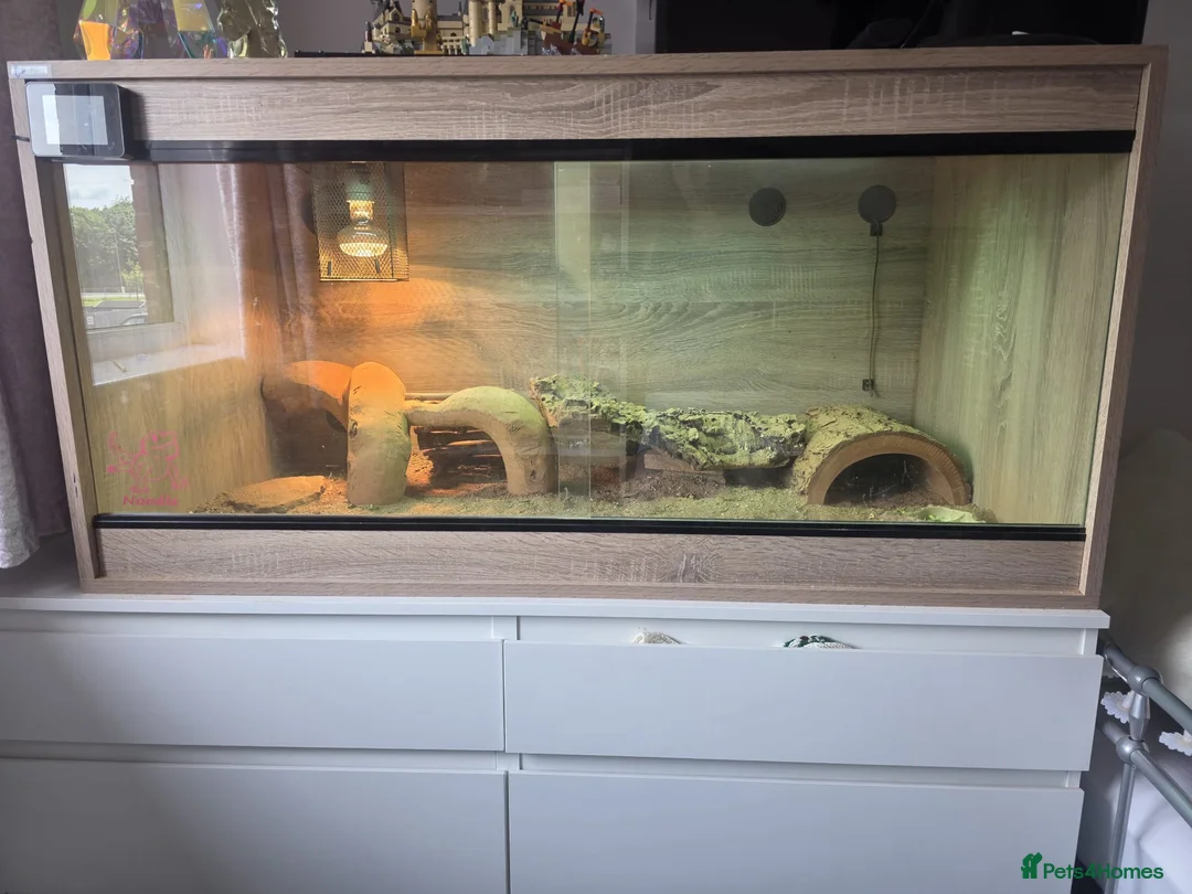 Dragon reptiles for sale: Bearded Dragon with full setup  in Cramlington - Advert 5